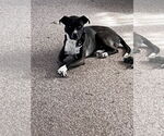 Small American Pit Bull Terrier-Huskies  Mix