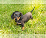 Small #13 Dachshund