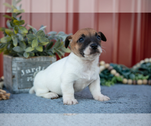 Medium Photo #3 Jack Russell Terrier Puppy For Sale in ETNA GREEN, IN, USA