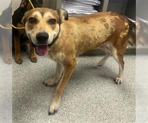 Carolina Dog-Unknown Mix Dogs for adoption in Pasadena, TX, USA