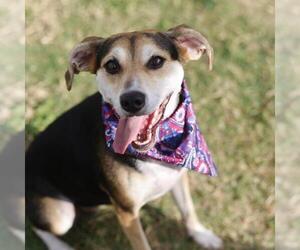 Beagle-Unknown Mix Dogs for adoption in San Antonio, TX, USA