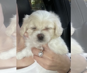 Maltipoo Puppy for sale in HIALEAH, FL, USA