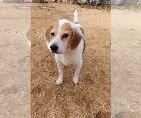 Medium Photo #6 Beagle Puppy For Sale in Apple Valley, CA, USA