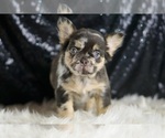 Small #4 French Bulldog