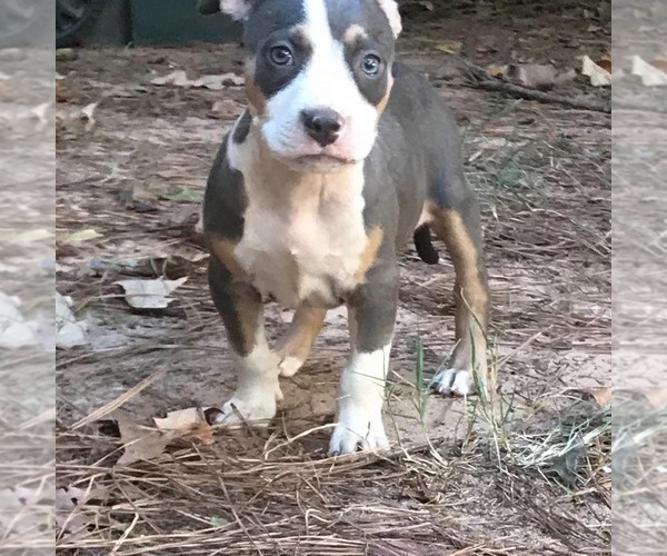 Medium Photo #3 American Bully Puppy For Sale in LITTLE ROCK, AR, USA