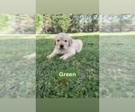 Small Photo #26 Golden Retriever Puppy For Sale in FAYETTEVILLE, TN, USA