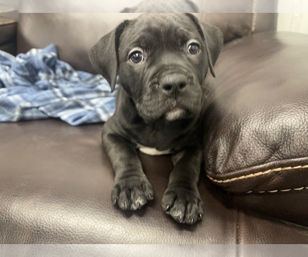 Medium Photo #23 American Bully Puppy For Sale in REESEVILLE, WI, USA