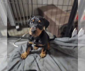 Doberman Pinscher Puppy for sale in CARLINVILLE, IL, USA