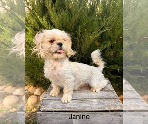 Mother of the Shih Tzu puppies born on 05/18/2026
