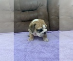 Small Photo #6 Bulldog Puppy For Sale in GOSHEN, IN, USA