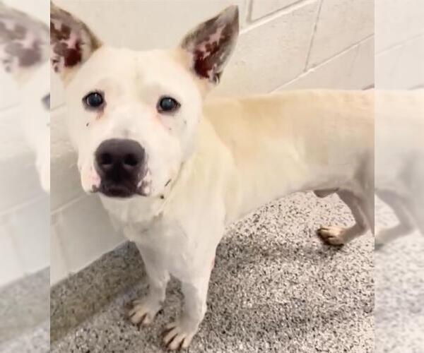 Medium Photo #2 Mutt Puppy For Sale in Houston, TX, USA