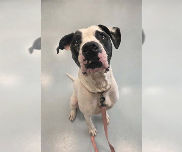 Medium Photo #3 American Bulldog-Unknown Mix Puppy For Sale in Ocala, FL, USA