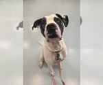 Small #2 American Bulldog Mix