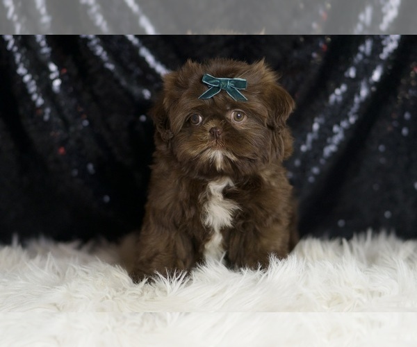 Medium Photo #2 Shih Tzu Puppy For Sale in WARSAW, IN, USA