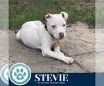 Small American Pit Bull Terrier Mix