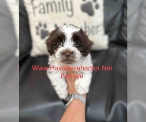 Havanese Puppy for sale in MBORO, TN, USA