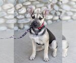 Small #2 Labrador Retriever Mix