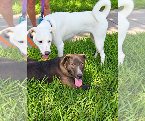 Medium Photo #2 Labrador Retriever-Unknown Mix Puppy For Sale in Euless, TX, USA