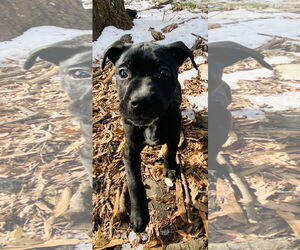 Mutt Dogs for adoption in Holly Springs, NC, USA