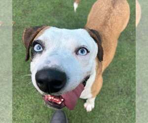 American Staffordshire Terrier-Unknown Mix Dogs for adoption in Raleigh, NC, USA