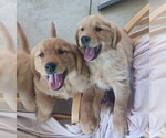 Small #14 Golden Retriever