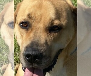 American Mastiff Dog for Adoption in KLONDIKE, Texas USA