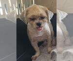 Small #1 Shih Tzu Mix