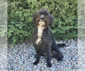 Dazzling Lil Ms Dolly Poodle Dances the Hula ! - Male Poodle (Miniature)-Unknown Mix Dog for Adoption - Photo #2