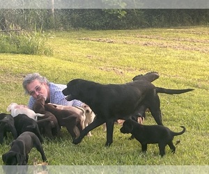 Mother of the Labrador Retriever puppies born on 04/10/2025