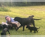 Small Photo #1 Labrador Retriever Puppy For Sale in PETERSBURG, TN, USA