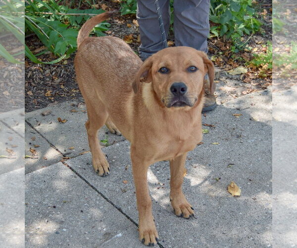 Medium Photo #3 Golden Labrador Puppy For Sale in Huntley, IL, USA
