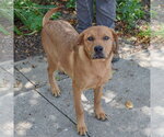 Small #2 Golden Labrador