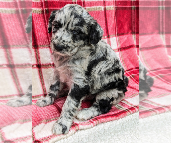 Medium Photo #14 Aussiedoodle Puppy For Sale in SPARTA, MO, USA