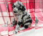 Small Photo #14 Aussiedoodle Puppy For Sale in SPARTA, MO, USA