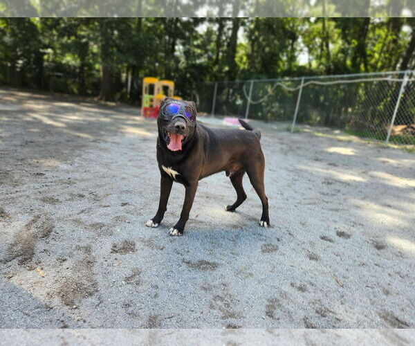 Medium Photo #18 Mutt Puppy For Sale in Myrtle Beach, SC, USA