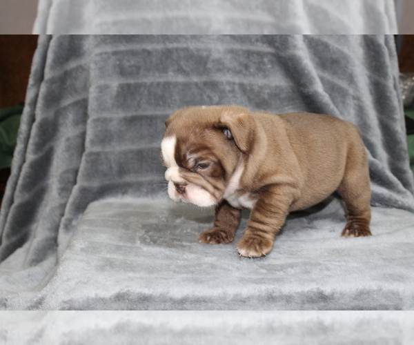 Medium Photo #4 Bulldog Puppy For Sale in BRANDON, FL, USA