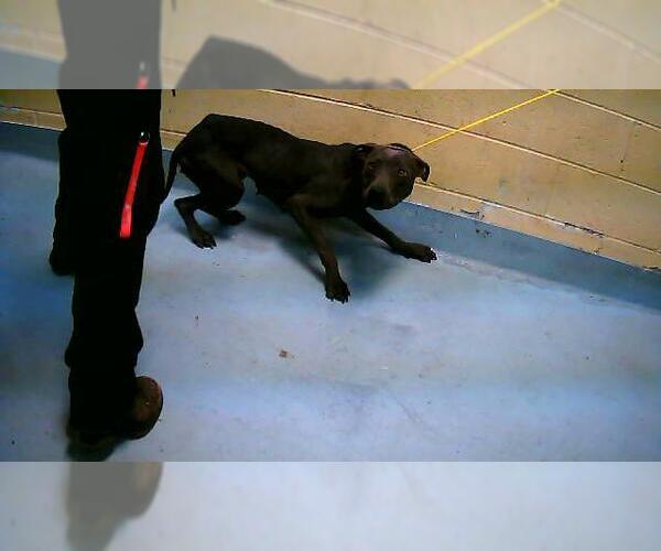 Medium Photo #1 Mutt Puppy For Sale in Tulsa, OK, USA