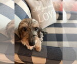 Small #4 Dachshund