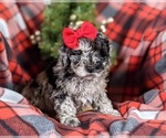 Small Photo #7 Poodle (Toy)-ShihPoo Mix Puppy For Sale in LINCOLN UNIV, PA, USA