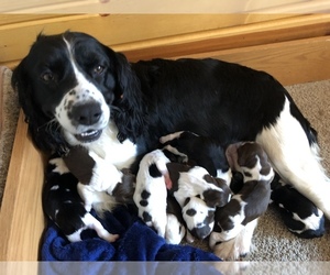 Mother of the English Springer Spaniel puppies born on 08/06/2022