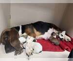 Small #1 Basset Hound