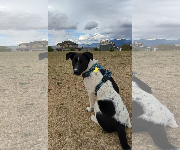 Medium Photo #4 Border Collie-Unknown Mix Puppy For Sale in Sandy, UT, USA
