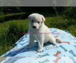 Small #13 German Shepherd Dog
