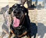 Small #2 Doberman Pinscher