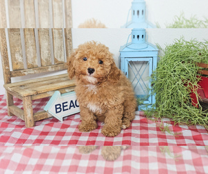 Poodle (Toy) Puppy for sale in COLLEGE STA, TX, USA