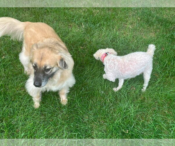 Medium Photo #4 Golden Retriever-Unknown Mix Puppy For Sale in Germantown, OH, USA