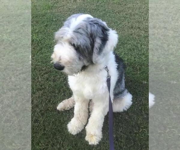Medium Photo #1 Old English Sheepdog Puppy For Sale in WAKE FOREST, NC, USA