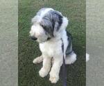 Image preview for Ad Listing. Nickname: Boo AKC Female