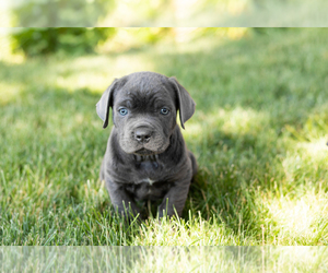 Medium Cane Corso