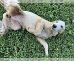 Small #6 Flat Coated Retriever-Golden Retriever Mix